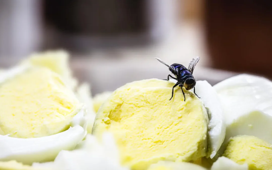 Controle de Moscas Varejeiras