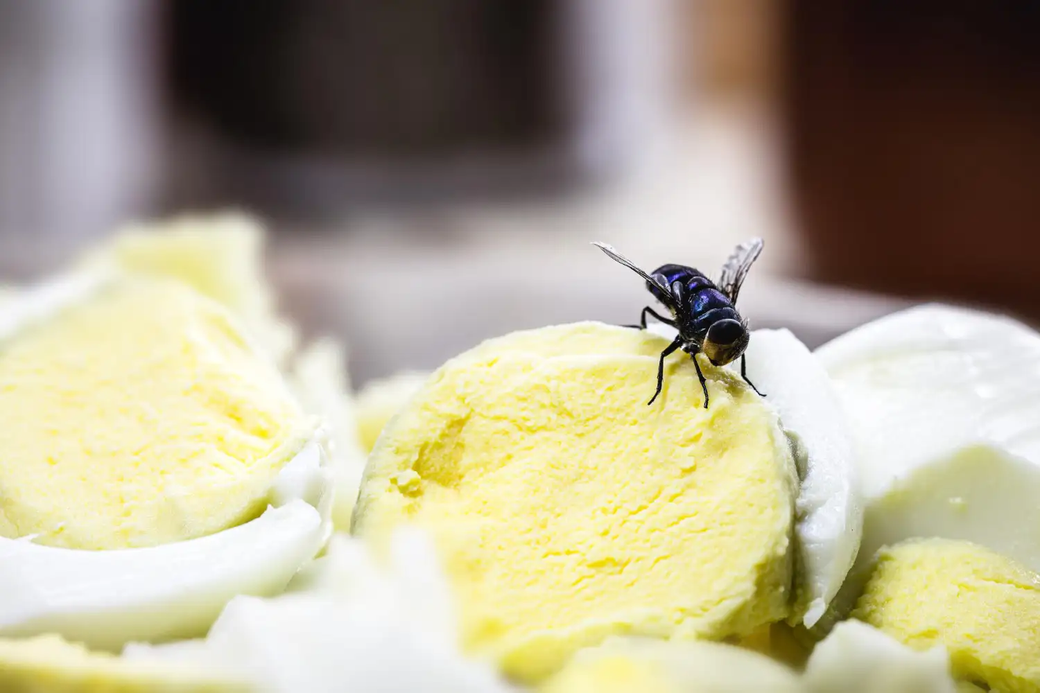 Controle de Moscas Varejeiras