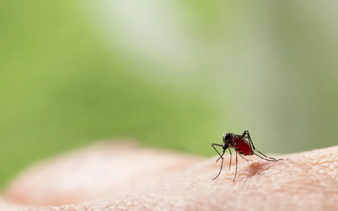 Doenças causadas pela ausência de dedetização de mosquitos