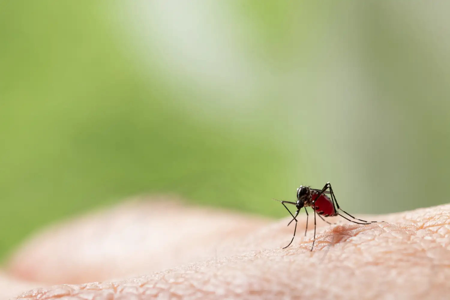 Controle de Mosquitos 9999x Valores Controle de Mosquitos