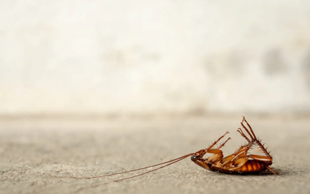 Periplaneta americana (barata-americana): a Inimiga Número 1 dos Centros Urbanos