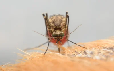 QUE MOSQUITO ME PICOU? DIFERENÇAS ENTRE OS ESPÉCIES DE MOSQUITOS