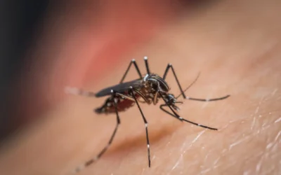 Controle de Mosquitos: Prevenção e Segurança Contra Doenças