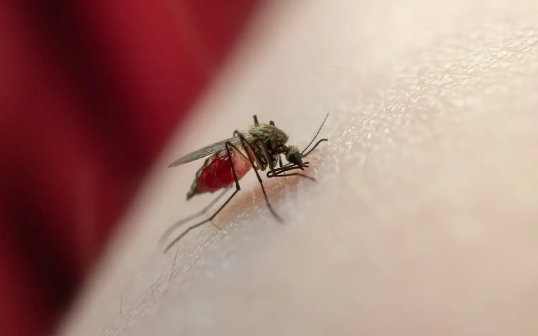 É necessária e possível uma dedetização de mosquitos?