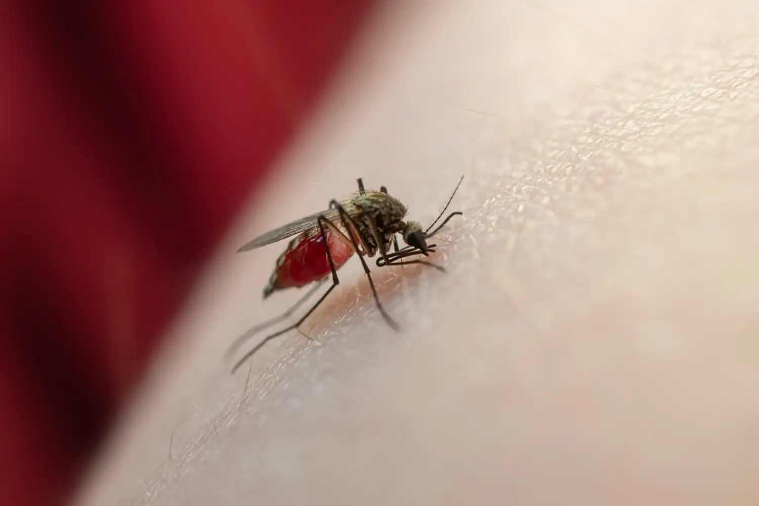 Dedetizacao de Mosquitos casa 9999x Dedetização de Mosquitos