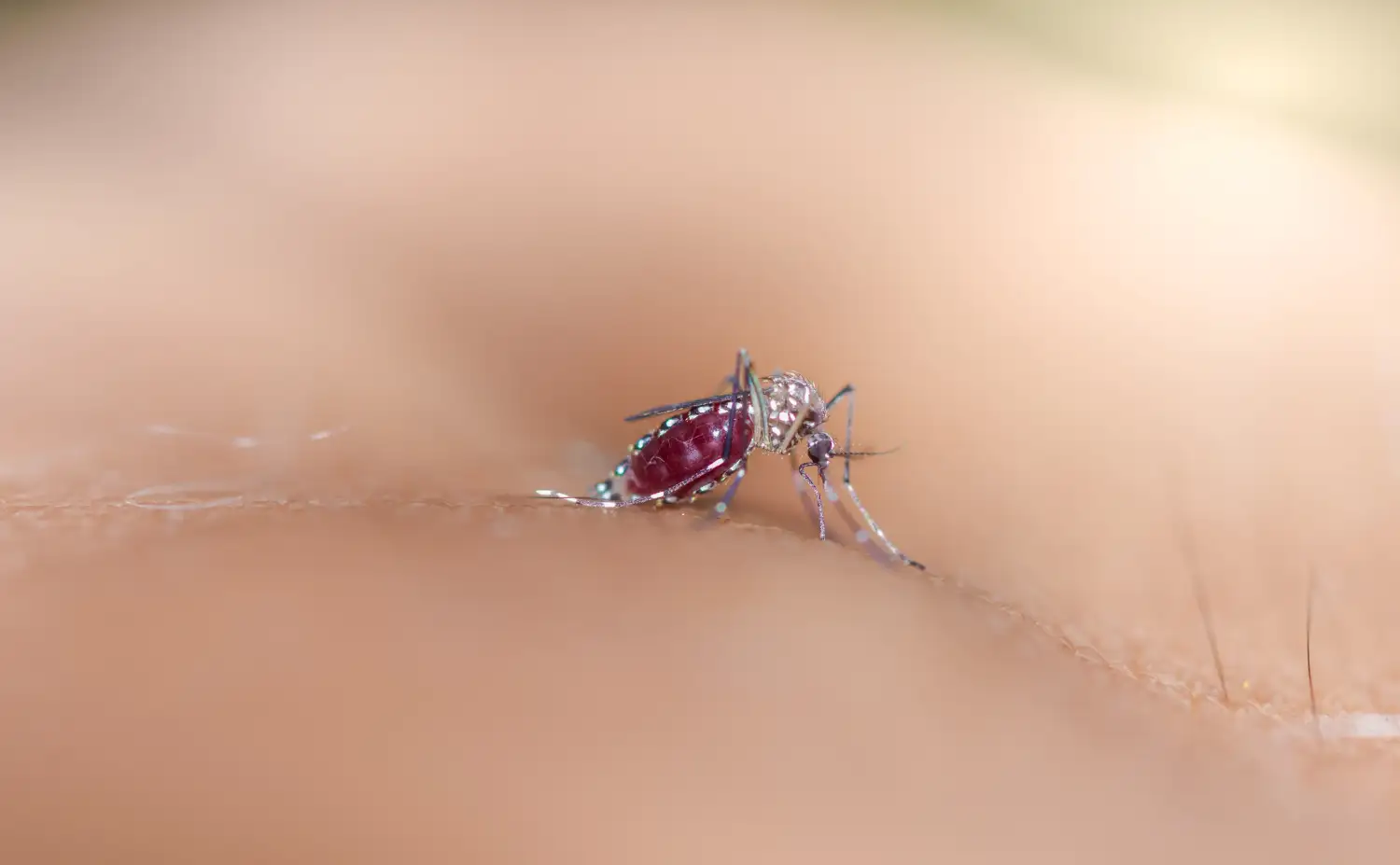 Doenças causadas pela ausência de dedetização de mosquitos