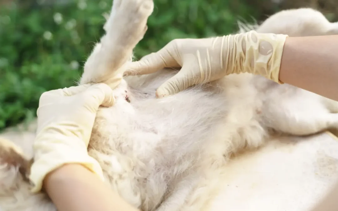 Dedetização de pulgas garante a saúde do seu animal de estimação