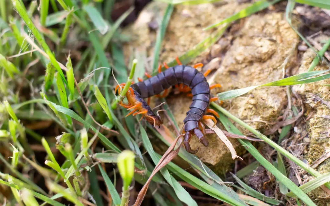 Controle de Lacraias: procedimentos e orientações essenciais