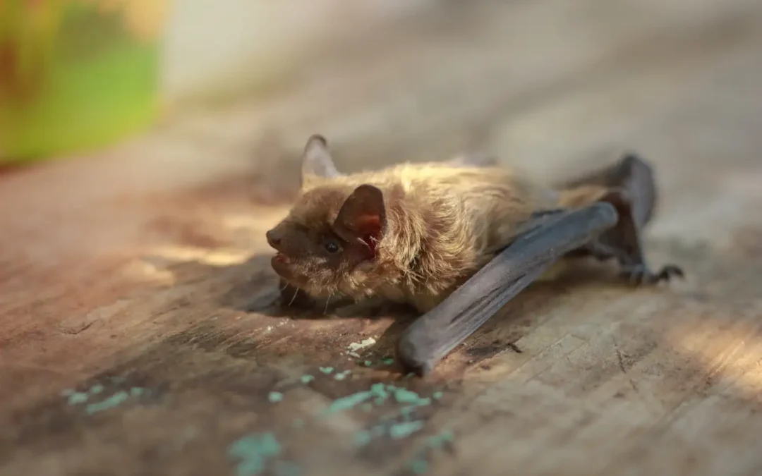 Dedetizadora em SP: O que fazer contra as infestações de morcegos?
