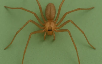 Aranhas em casa: descubra as espécies mais perigosas e como se proteger