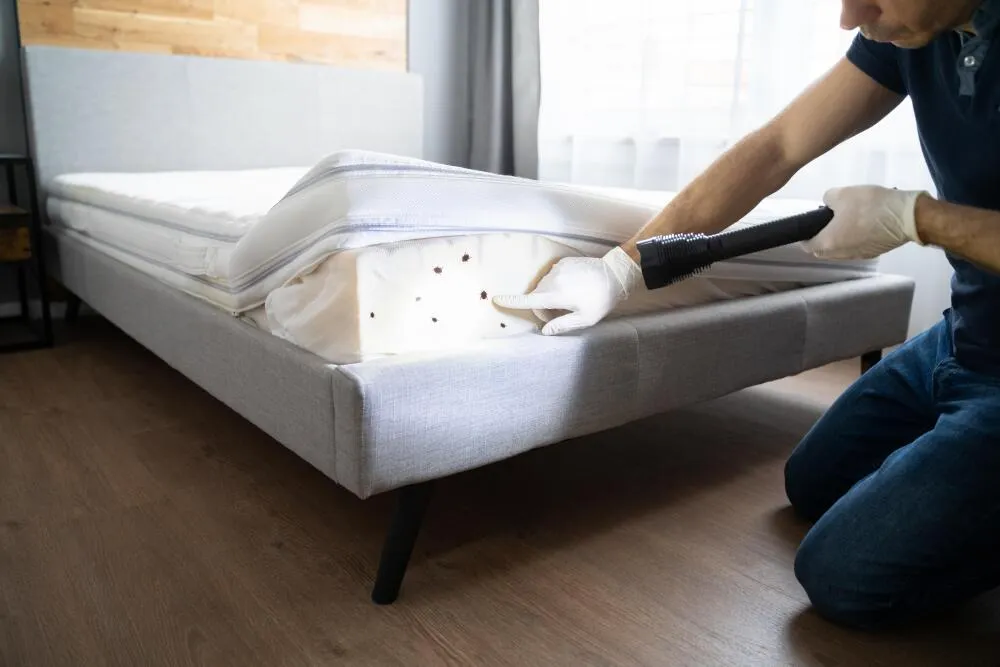 Percevejo de Cama | Biologias e Ciclo de Vida do Percevejos de Cama Percevejo de Cama | Biologias e Ciclo de Vida do Percevejos de Cama