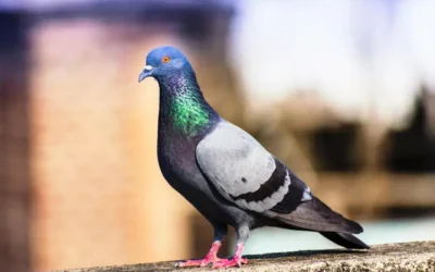 Pombos de rua versus Pombos criados em cativeiro: qual é a diferença e por que isso importa para a saúde pública?