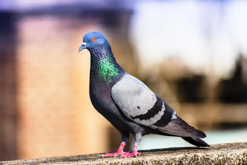 Pombos de rua versus Pombos criados em cativeiro: qual é a diferença e por que isso importa para a saúde pública?