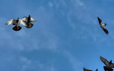 Pombos são realmente perigosos? Entenda o que é mito e o que é verdade sobre a “doença do pombo”