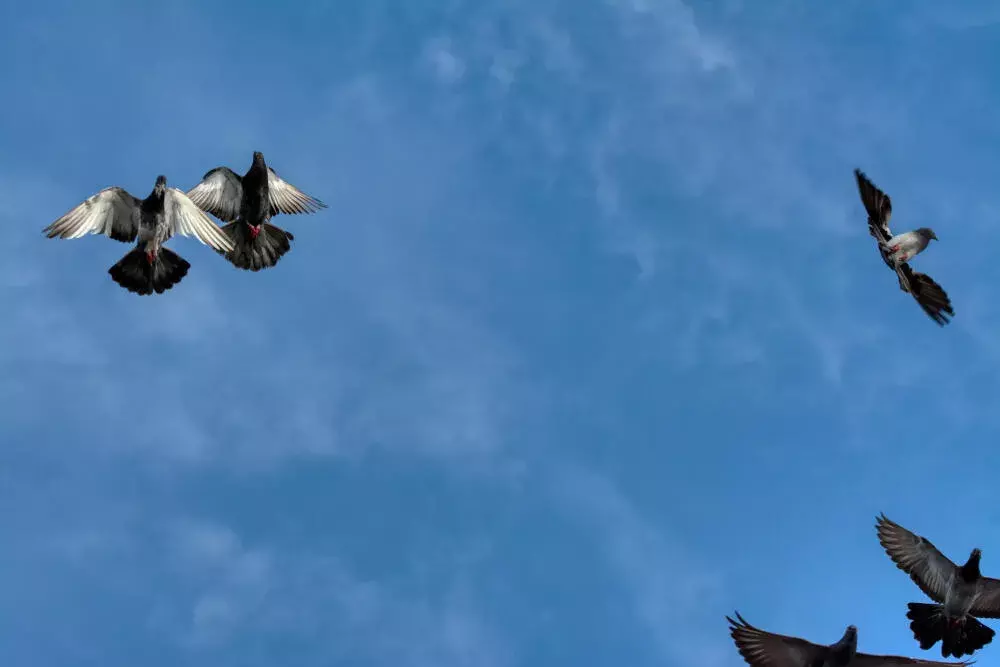 Pombos são realmente perigosos? Entenda o que é mito e o que é verdade sobre a “doença do pombo”