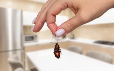 O impacto das pragas nos portos: riscos para a saúde e segurança das operações