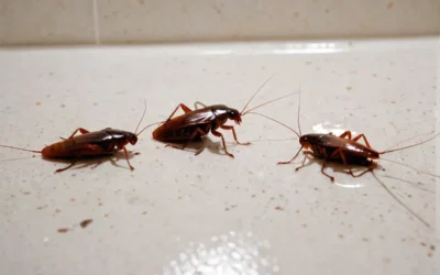Dedetização em condomínios em Lauro de Freitas: entenda a importância
