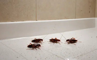 Dedetização em condomínios em Olinda: solução segura e eficaz contra as pragas urbanas