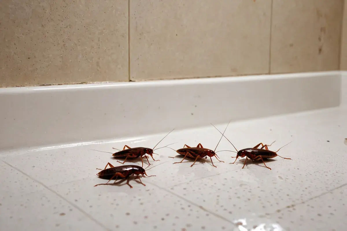 Dedetização em condomínios em Olinda: solução segura e eficaz contra as pragas urbanas Dedetização em condomínios em Olinda: solução segura e eficaz contra as pragas urbanas